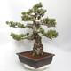 Venkovní bonsai - Pinus parviflora - borovice drobnokvětá - 4/5