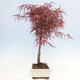 Venkovní bonsai - Javor dlanitolistý - Acer palmatum RED PYGMY - 4/5
