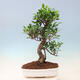 Pokojová bonsai - Ficus kimmen -  malolistý fíkus - 4/5