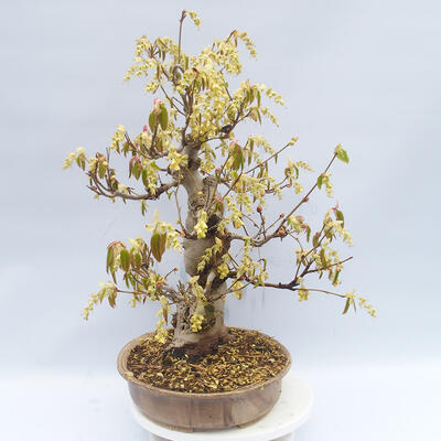 Venkovní bonsai - Lískoveček - Corylopsis Spicata - 4