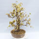 Venkovní bonsai - Lískoveček - Corylopsis Spicata - 4/6