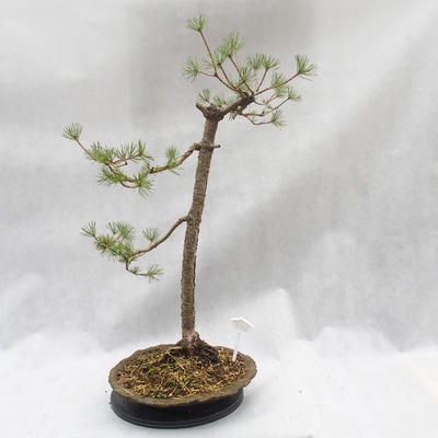 Venkovní bonsai -Borovice lesní - Pinus sylvestris - 4