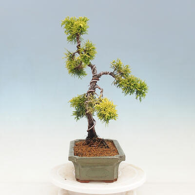 Venkovní bonsai - Juniperus chinensis OLD GOLD - Jalovec čínský - 4