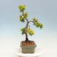 Venkovní bonsai - Juniperus chinensis OLD GOLD - Jalovec čínský - 4/4