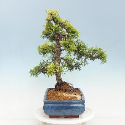 Venkovní bonsai - Juniperus chinensis OLD GOLD - Jalovec čínský - 4