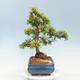 Venkovní bonsai - Juniperus chinensis OLD GOLD - Jalovec čínský - 4/4