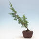 Venkovní bonsai - Juniperus chinensis Itoigawa-Jalovec čínský - 4/4