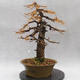 Venkovní bonsai -Modřín opadavý- Larix decidua - 4/7