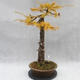 Venkovní bonsai -Modřín opadavý- Larix decidua - 4/7
