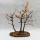 Venkovní bonsai -Modřín opadavý- Larix decidua - 4/5