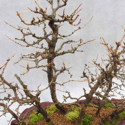 Venkovní bonsai -Modřín opadavý- Larix decidua - 4