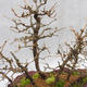 Venkovní bonsai -Modřín opadavý- Larix decidua - 4/4