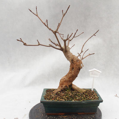 Venkovní bonsai - Javor mleč - Acer platanoides - 4