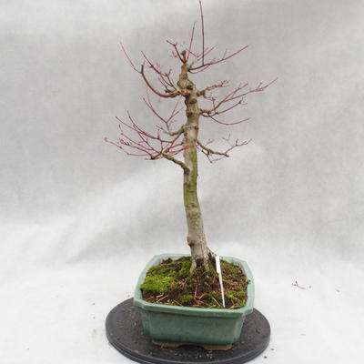 Venkovní bonsai - Javor dlanitolistý - Acer palmatum - 4