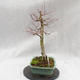 Venkovní bonsai - Javor dlanitolistý - Acer palmatum - 4/5