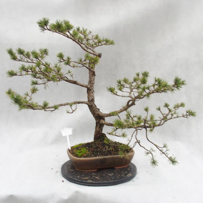 Venkovní bonsai -Borovice lesní - Pinus sylvestris - 4