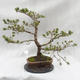 Venkovní bonsai -Borovice lesní - Pinus sylvestris - 4/6