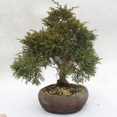Venkovní bonsai - Jalovec čínský - Juniperus chinensis - 4