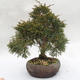 Venkovní bonsai - Jalovec čínský - Juniperus chinensis - 4/6
