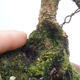 Venkovní bonsai -Borovice lesní - Pinus sylvestris - 4/5