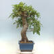 Venkovní bonsai Quercus Cerris - Dub Cer - 4/4