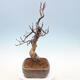 Venkovní  bonsai -  Pseudocydonia sinensis - Kdouloň čínská - 4/7