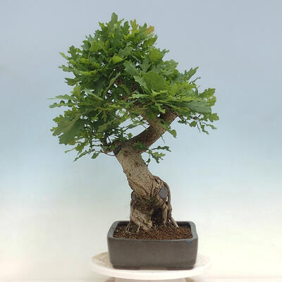 Venkovní bonsai Quercus Cerris - Dub Cer - 4
