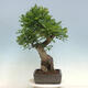 Venkovní bonsai Quercus Cerris - Dub Cer - 4/4