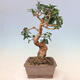 Pokojová bonsai - Olea europaea sylvestris -Oliva evropská drobnolistá - 4/6