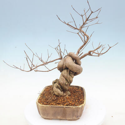Venkovní bonsai - krásnoplodka Callicarpa - 4