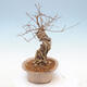 Venkovní bonsai - krásnoplodka Callicarpa - 4/6