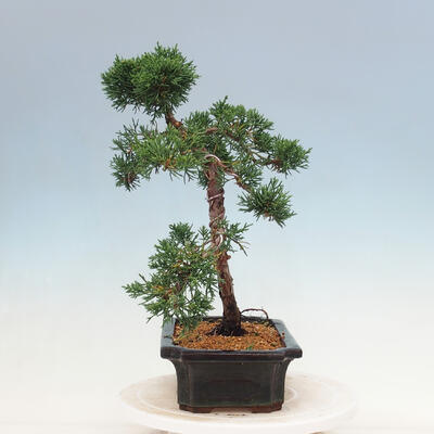 Venkovní bonsai - Juniperus chinensis Kishu-Jalovec čínský - 4