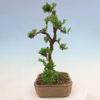 Pokojová bonsai - Buxus harlandii -korkový buxus - 4