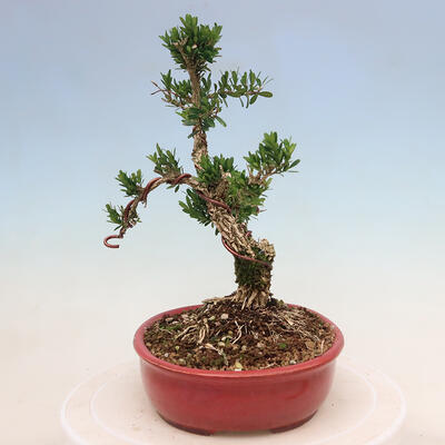 Pokojová bonsai - Buxus harlandii -korkový buxus - 4