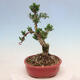 Pokojová bonsai - Buxus harlandii -korkový buxus - 4/6
