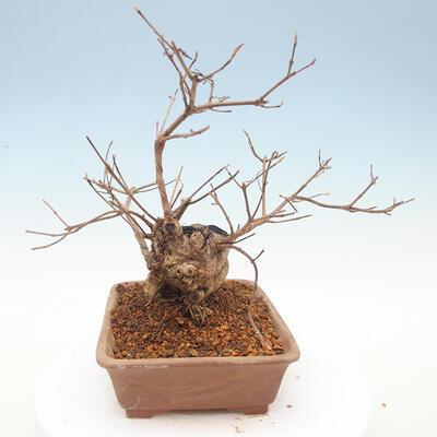 Venkovní bonsai - krásnoplodka Callicarpa - 4