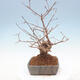 Venkovní bonsai - krásnoplodka Callicarpa - 4/6