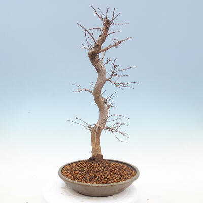 Venkovní bonsai -Carpinus CARPINOIDES - Habr korejský - 4