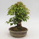 Venkovní bonsai - Javor Buergerianum - Javor Burgerův - 4/6