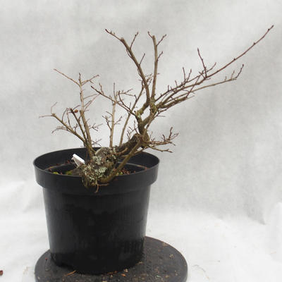 Venkovní bonsai -jilm malo - listý - Ulmus parviflora - 4