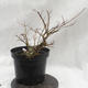 Venkovní bonsai -jilm malo - listý - Ulmus parviflora - 4/5
