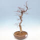 Venkovní bonsai -Carpinus CARPINOIDES - Habr korejský - 4/5