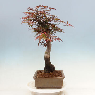 Venkovní bonsai - Acer palmatum Atropurpureum - Javor dlanitolistý červený - 4