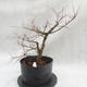 Venkovní bonsai -jilm malo - listý - Ulmus parviflora - 4/4