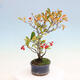 Venkovní bonsai - Pourthiaea villosa - Blýskalka chlupatá - 4/5
