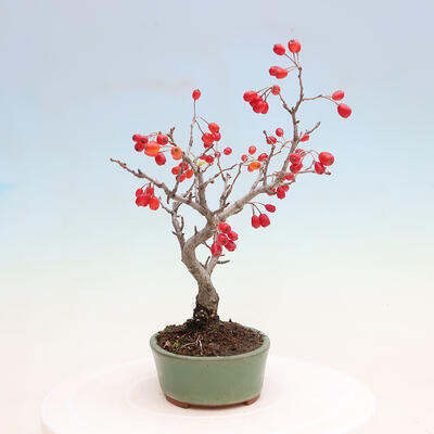 Venkovní bonsai - Pourthiaea villosa - Blýskalka chlupatá - 4