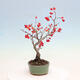Venkovní bonsai - Pourthiaea villosa - Blýskalka chlupatá - 4/5