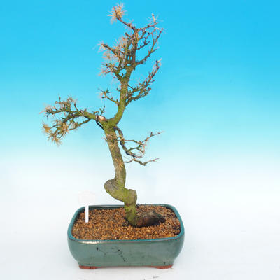 Venkovní bonsai -Modřín opadavý-Larix decidua - 4