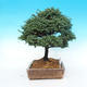 Venkovní bonsai - Cypřišek hrachonosný - Chamacyparis pisifera sqarosa dumosa - 4/6