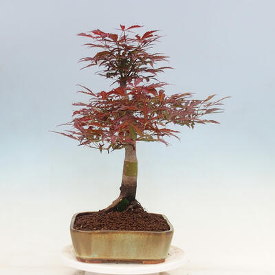 Venkovní bonsai - Acer palmatum Atropurpureum - Javor dlanitolistý červený - 4